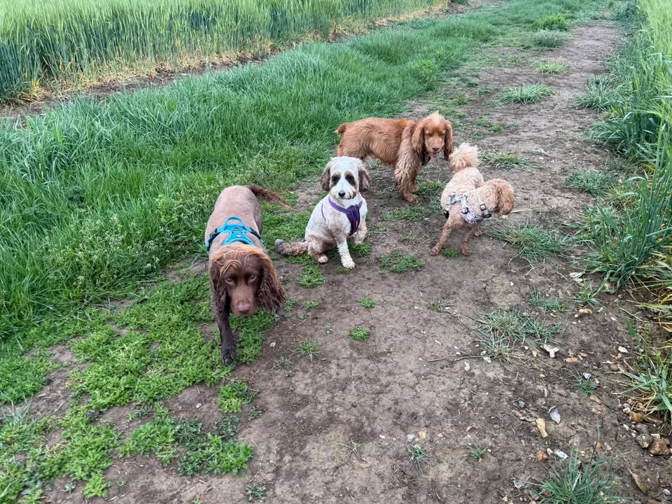 Happy Paws